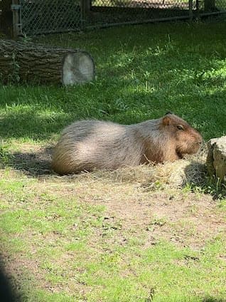 High Park Zoo