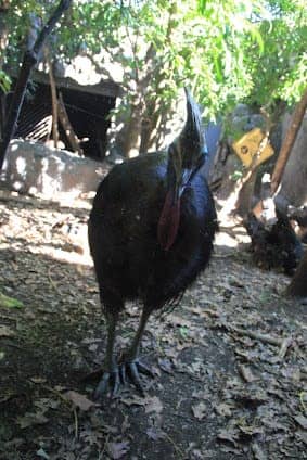 WILD LIFE Sydney Zoo photo 2