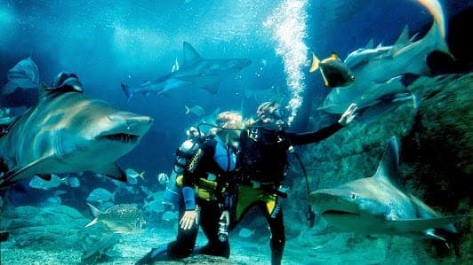Shark Dive Xtreme