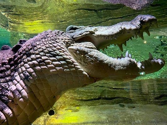 SEA LIFE Melbourne Aquarium photo 2