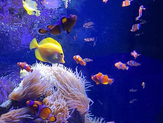 SEA LIFE Melbourne Aquarium photo 5