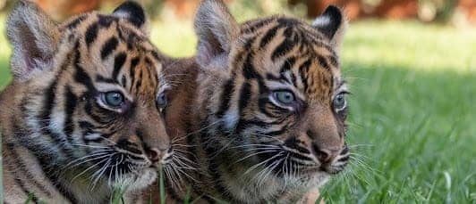 Attica Zoological Park photo 6