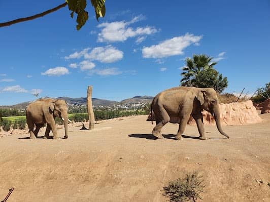 Attica Zoological Park photo 4