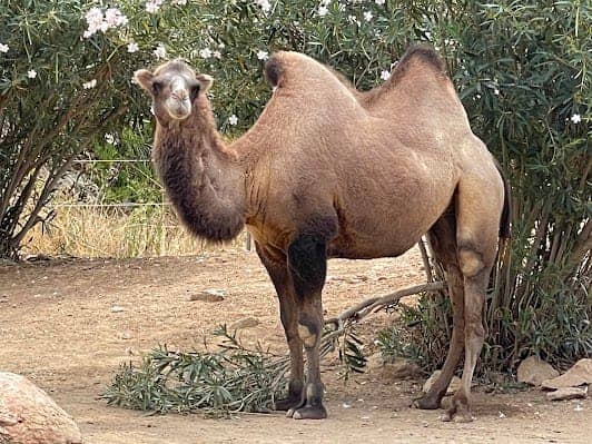 Attica Zoological Park photo 5