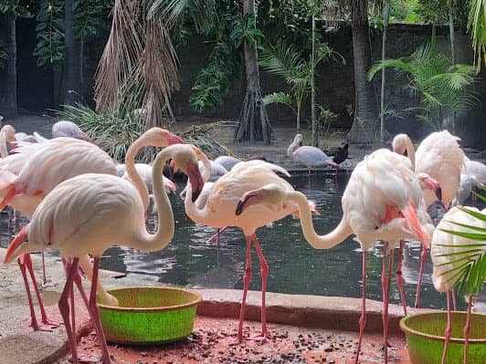 World of Birds Wildlife Sanctuary & Monkey Park photo 3