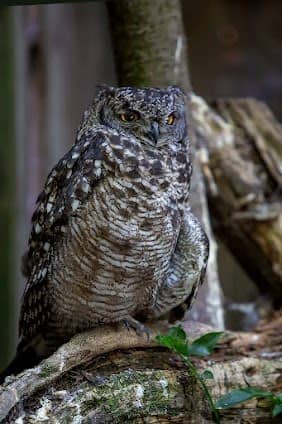 World of Birds Wildlife Sanctuary & Monkey Park photo 4