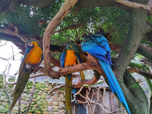 World of Birds Wildlife Sanctuary & Monkey Park photo 5