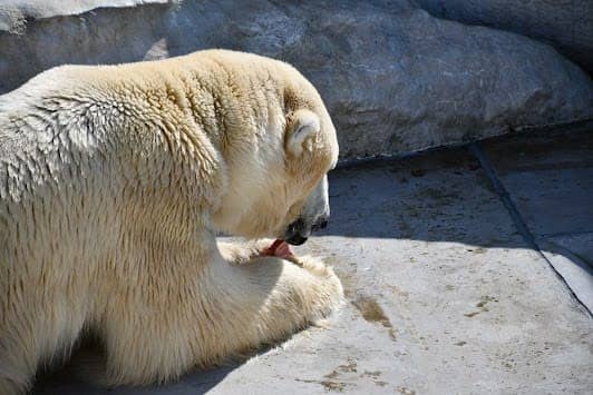 Ueno Zoological Gardens photo 5