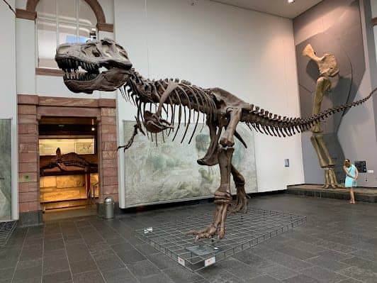 Senckenberg Nature Museum