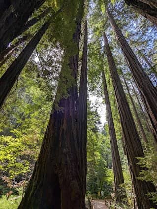Muir Woods National Monument photo 3