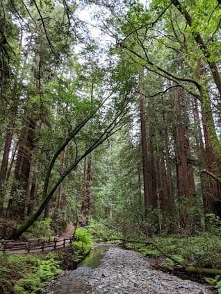 Muir Woods National Monument photo 5