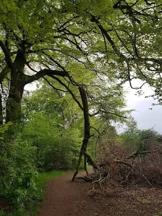 Heaton Mersey Common photo 4