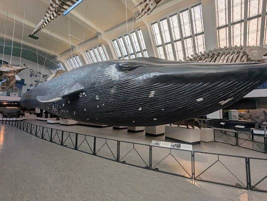 Natural History Museum photo 6