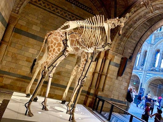 Natural History Museum photo 7