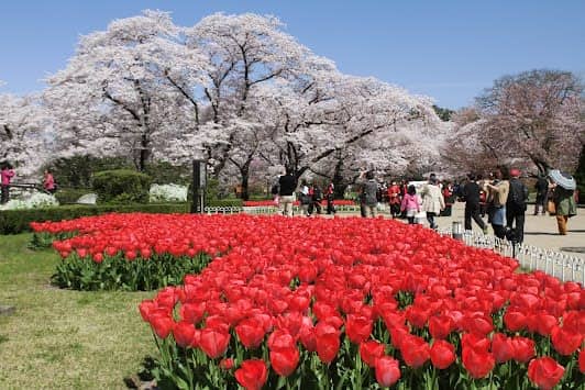 Kyoto Botanical Gardens photo 3