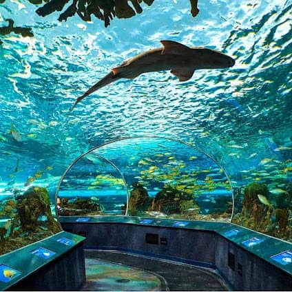 Ripley's Aquarium of Canada photo 6