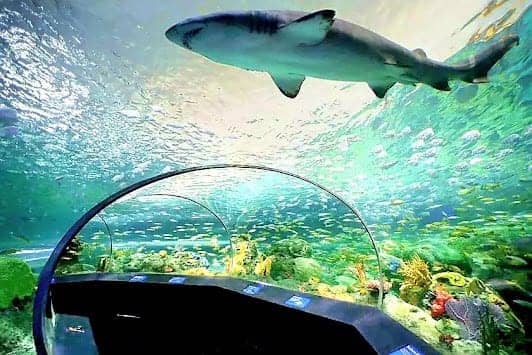 Ripley's Aquarium of Canada photo 7
