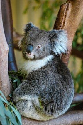 Caversham Wildlife Park photo 7