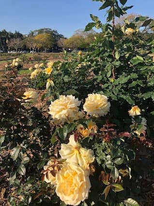 New Farm Park photo 4