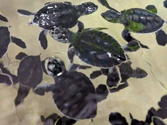 Tortugranja photo 2
