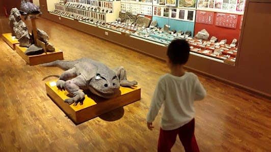 Vietnam National Museum of Nature photo 3