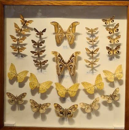 Vietnam National Museum of Nature photo 5