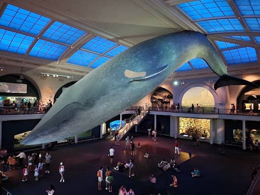 American Museum of Natural History photo 7