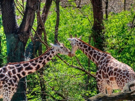 Bronx Zoo photo 7