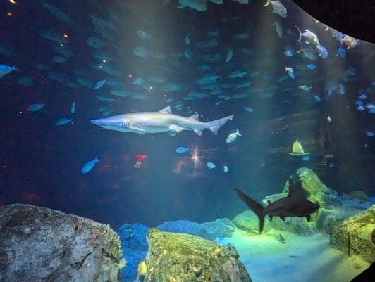 New York Aquarium photo 3
