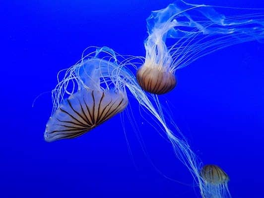 New York Aquarium photo 5