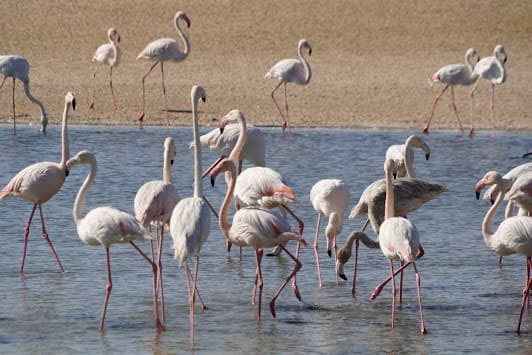 Al Wathba Wetland Reserve