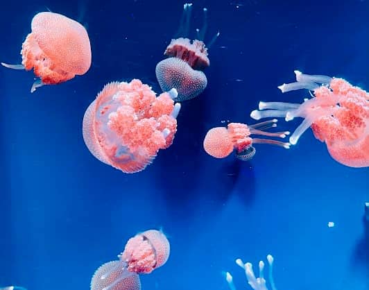 Jakarta AQuarium Safari photo 6