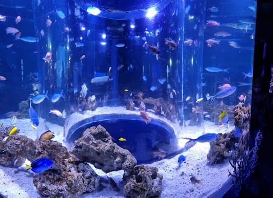 Jakarta AQuarium Safari photo 7