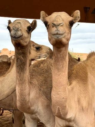 Al Ain Camel Market