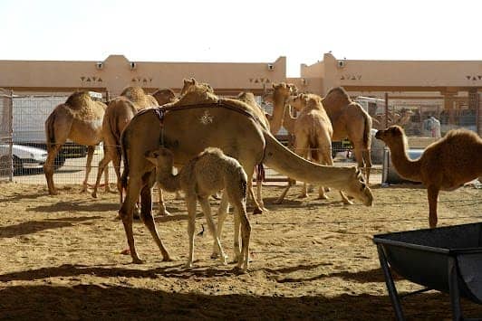 Al Ain Camel Market photo 2