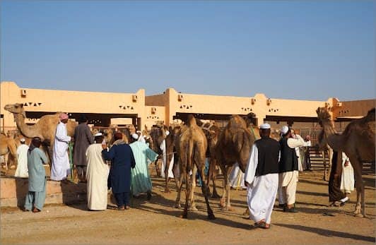 Al Ain Camel Market photo 3
