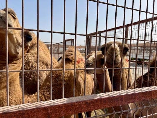 Al Ain Camel Market photo 4