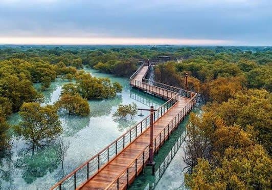 Jubail Mangrove Walking Park