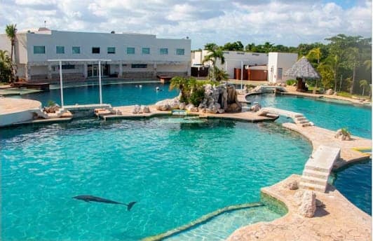 Dolphin Connection Mx Cancún