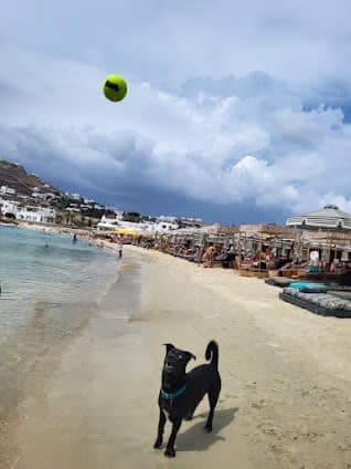 Mykonos Happy Tails photo 2