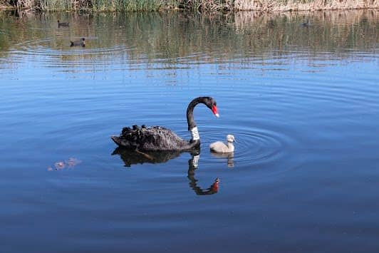 Albert Park Lake photo 2