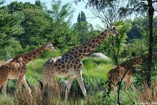 Lyon Zoo photo 2