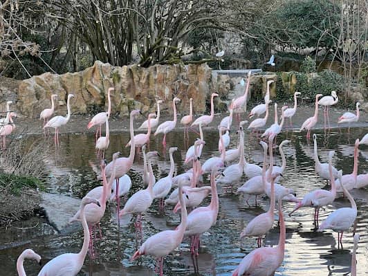 Lyon Zoo photo 3