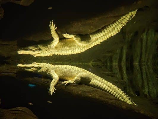 California Academy of Sciences photo 5
