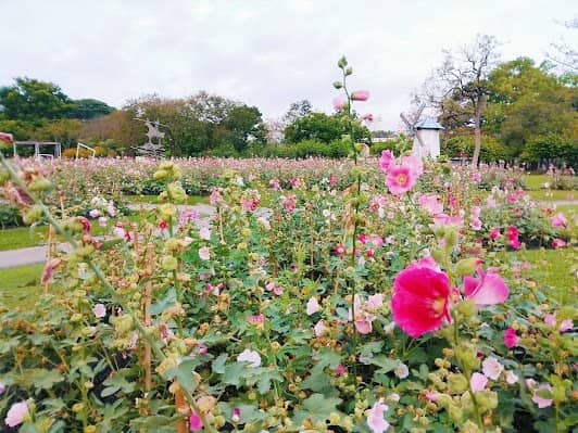 Chatuchak Park photo 4