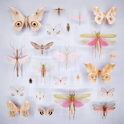 Montreal Insectarium photo 2