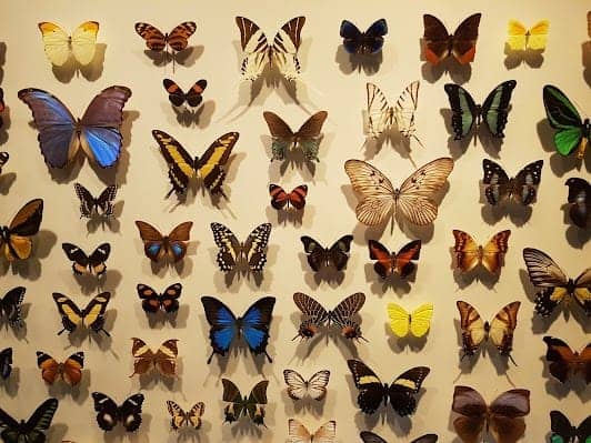 Montreal Insectarium photo 4