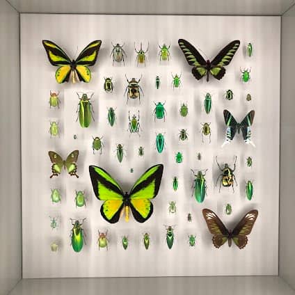 Montreal Insectarium photo 5