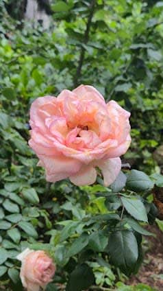 Casa das Rosas photo 5