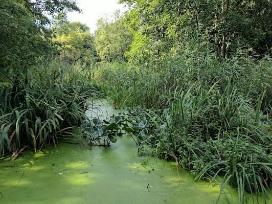 Camley Street Natural Park, London Wildlife Trust
